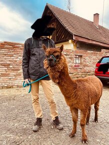 Lama alpaka - mláďata - 7