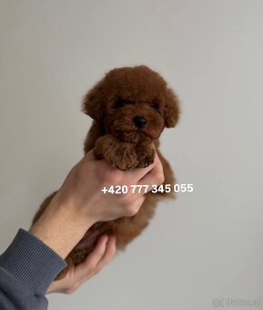 Toy Pudl Red Brown, Marni - 7