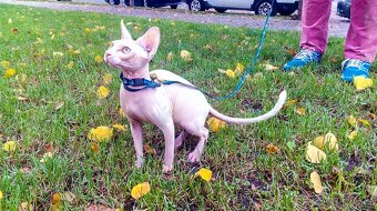 kocour Sphynx - 7