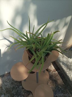 Květinový stojan + Aloe Vera + Anturie - 7