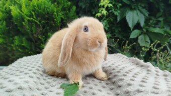 Zakrslý beránek, králíček, králík - RIKI - 7