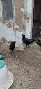 Ayam cemani - 7