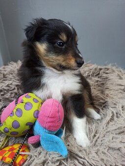 Owczarek szetlandzki piesek trikolor - 7