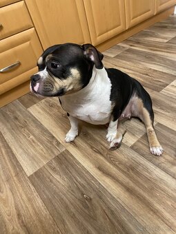 American Bully Pocket - 7