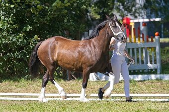 Welsh cob kobylka - 7