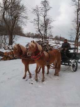 haflingské valachy
2 a 3 roky - 7