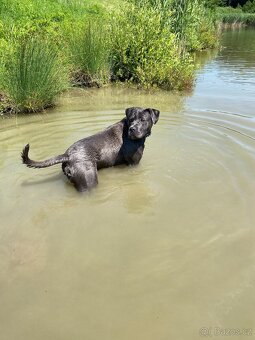Cane Corso ke krytí - 7
