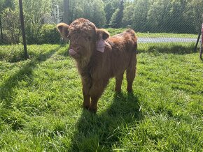 Telata Highland cattle - 7