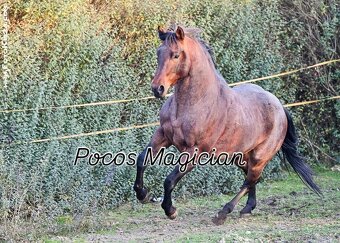Připouštěni bay roan hřebcem Quarter horse - 7