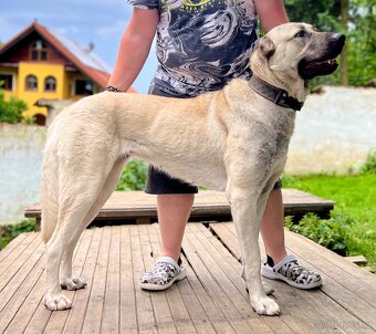Kangal - štěňata s PP - 7