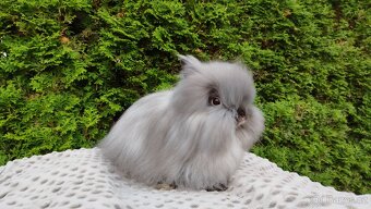 Zakrslý králík, králíček -(TEDDY)-OLIVIE - 7