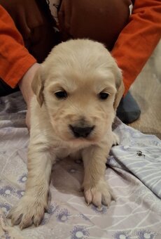 Zlatý retrívr bez PP - 7