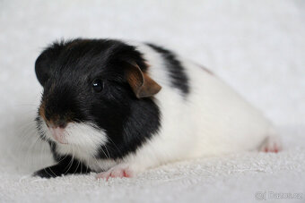 Morče, morčata, morčátko s PP - krátkosrstá - 7