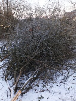 Větve na štěpkování zdarma. - 7