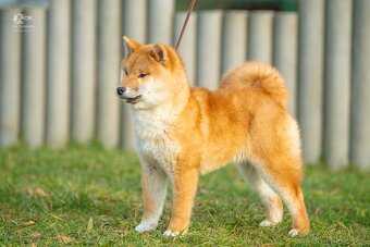 Shiba štěňata s PP ODBĚR IHNED - 7