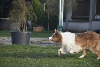 Krycí pes s PP výstavní linie - Border kolie - 7