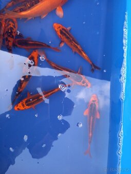 kapr koi - 7