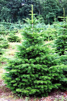 VÁNOČNÍ STROMKY - 7