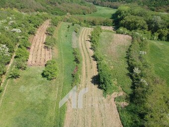 Křepice u Hustopečí – mladá vinice 2 199 m2 – vinice - 7