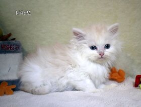 Sibiřská kočka - kocourek s PP - 7
