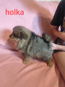 Štěňátka špic pomeranian - 7