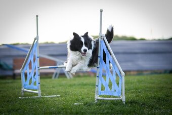 Border kolie s PP, krycí pes - 7