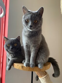 Britská koťátka - holčička - 7