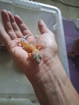 Gekončík noční - 7