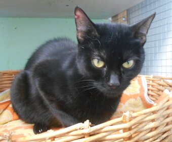 Černá, hodná 2letá Žofinka s výraznýma očima - 7