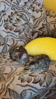 Bengalská kočka-koťátka s PP - 7