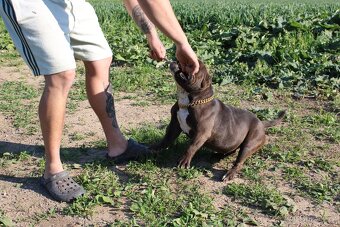 exotic bully micro fena - suka - 7