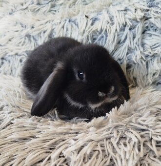 Minilop - anglický zakrslý beránek s VP - 7