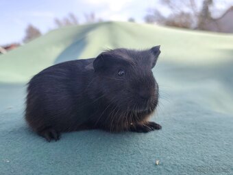Morče s PP. Anglický crested, Hladké aguti - 7
