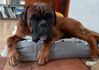 Německý boxer, štěňátka bez PP - 7