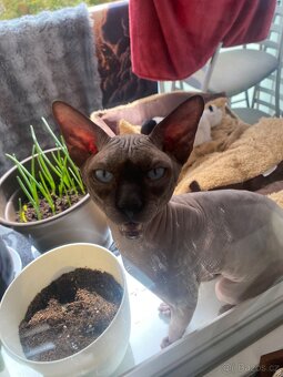 Kanadský sphynx - 7