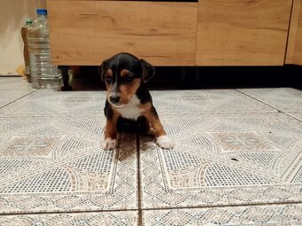 Jack Russell teriér - 7