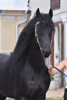 Připouštění - Fríský kůň, dobrý původ - 7