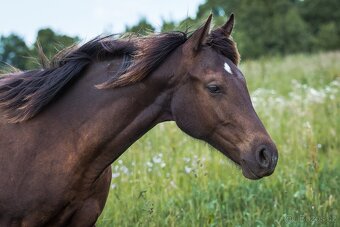 AQH smoky black klisna - 7