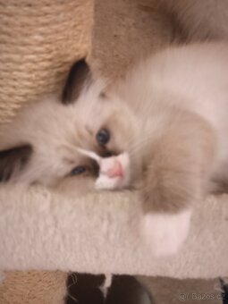 Ragdoll bez PP - 7