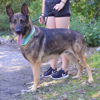 René hlada domov - 7