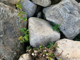 Okrasné kameny a labský kámen - 7