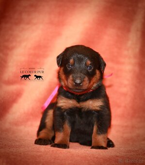 Beauceron - štěňátka k rezervaci - 7