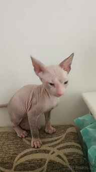 Rezervace koťata Don sphynx bez PP - 7