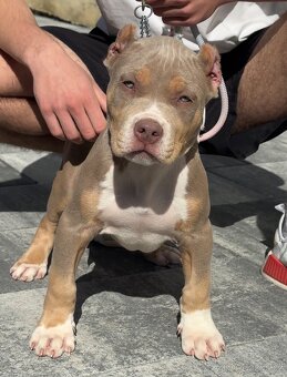 American bully xl, pitbull xxl merle tricolor k odberu - 7