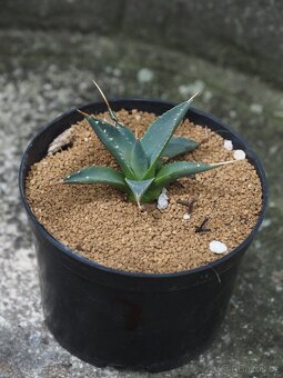 Agave - 7