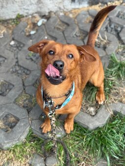 Simba - temperamentní pes, 2 roky, x jezevčík - 7