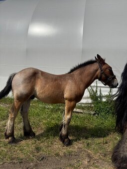 Arden kobyla +zrieba - 7