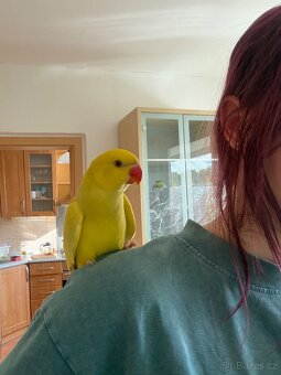 Alexandr malý/pětiměsíční papoušek - 7