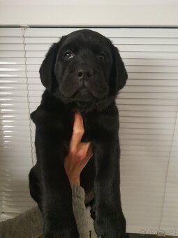Labrador štěňátka s PP - 7