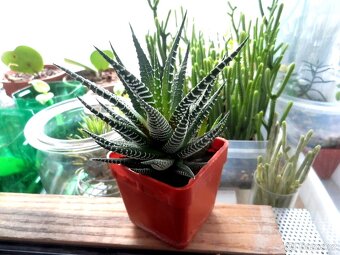 Sukulent Haworthia fasciata - 7